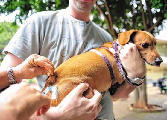 Campanha vacina gratuitamente cães e gatos nos municípios (Foto: Marcelo Camargo/Agência Brasil)