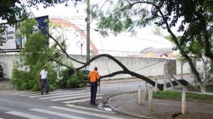 Árvore cai na Rua 10 com a Avenida da Saudade