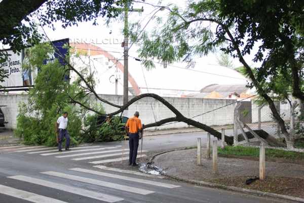 Árvore cai na Rua 10 com a Avenida da Saudade