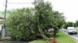 Com parte da Av. Brasil interditada, veículos utilizaram o canteiro central da via como forma de desvio nessa segunda (21)