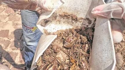 Catação de caramujos deve ser feita de forma manual com as mãos protegidas com luvas. Cerveja é uma boa armadilha para pegar os animais
