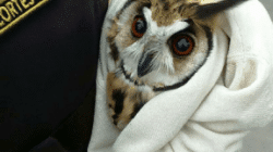 Coruja resgatada no Centro