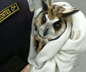 Coruja resgatada no Centro