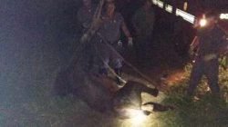 Égua sendo resgatada; Foto enviada pela equipe da Defesa Civil de Rio Claro