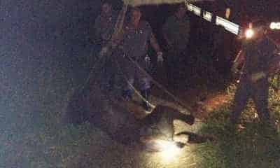 Égua sendo resgatada; Foto enviada pela equipe da Defesa Civil de Rio Claro