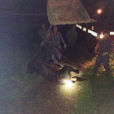 Égua sendo resgatada; Foto enviada pela equipe da Defesa Civil de Rio Claro