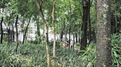 “Estamos aqui porque não faltam clientes”, diz garota de programa que fica na praça em média 20 min/hora todos os dias