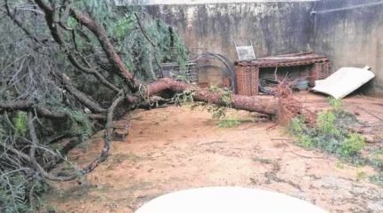 Árvore caiu durante um temporal que atingiu Rio Claro. Moradora diz não ter condições para pagar pela retirada do espécime