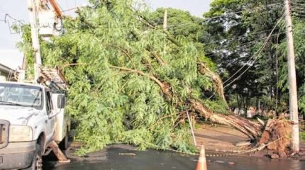 Árvore foi derrubada pelo vento e caiu sobre a rede elétrica no temporal de sexta-feira (4)