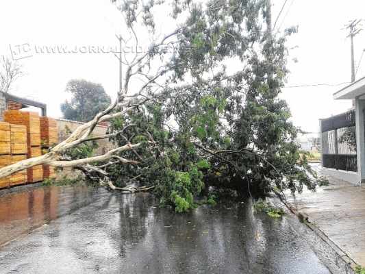 Imagem enviada por leitor do JC de árvore caída na Avenida 26, na Rua 12, na região do bairro Santana, em Rio Claro