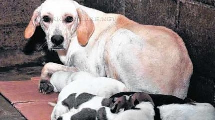 A maioria dos animais de pequeno porte abandonados no município vai parar no Canil Municipal (Foto: Arquivo/PMRC)