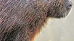 Capivaras são os principais hospedeiros do carrapato-estrela que transmite a febre maculosa