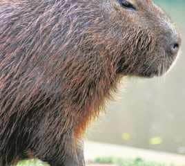 Capivaras são os principais hospedeiros do carrapato-estrela que transmite a febre maculosa
