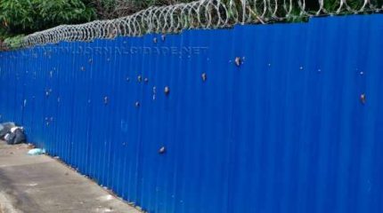 Um leitor enviou pelo WhatsApp do JC 9-9942-4100 o registro dos caramujos no bairro Vila Paulista