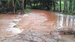 Córrego São Pedro ficou obstruído por vegetação e entulho. A obstrução do córrego provocou alagamento em um terreno