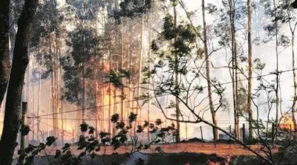 Incêndio que ocorreu na Floresta Estadual Edmundo Navarro de Andrade em Rio Claro (foto arquivo)