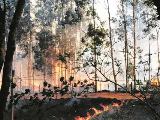 Incêndio que ocorreu na Floresta Estadual Edmundo Navarro de Andrade em Rio Claro (foto arquivo)