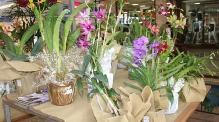 De 21 a 24 de janeiro, o Orquidário Vismara fará exposição de diversas espécies de orquídeas no centro de compras