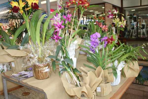 De 21 a 24 de janeiro, o Orquidário Vismara fará exposição de diversas espécies de orquídeas no centro de compras