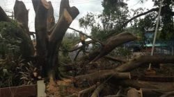 Um raio que atingiu a árvore teria secado o exemplar de 76 anos, o qual simbolizava riscos de acidentes no local