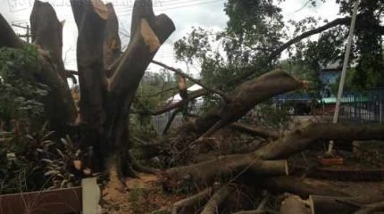 Um raio que atingiu a árvore teria secado o exemplar de 76 anos, o qual simbolizava riscos de acidentes no local