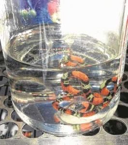 À direita, cobra encontrada próximo à Victorino Machado