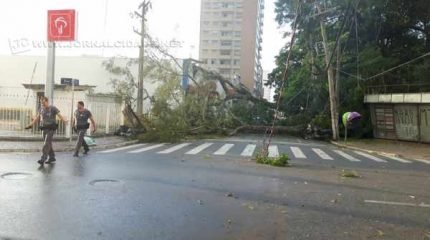 Árvore caiu na Rua 4 com a Avenida 3