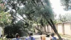 Exemplares de árvores caíram em escolas, Santa Casa e ruas do município. Secretaria de Manutenção e Paisagismo mobilizou equipes para remover troncos durante toda essa quarta-feira (9)