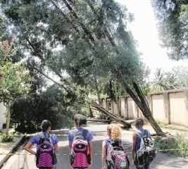 Exemplares de árvores caíram em escolas, Santa Casa e ruas do município. Secretaria de Manutenção e Paisagismo mobilizou equipes para remover troncos durante toda essa quarta-feira (9)