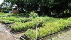 Além de seu fruto, que possui excelente valor nutricional, o açaizeiro também é muito apreciado por sua beleza