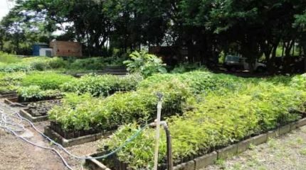 Além de seu fruto, que possui excelente valor nutricional, o açaizeiro também é muito apreciado por sua beleza