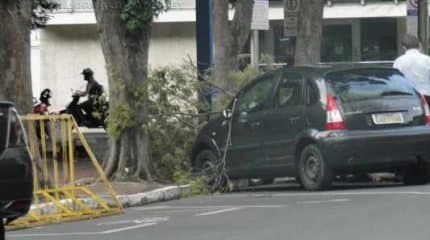 Guarda civil municipal foi acionado pelos motoristas. Queda do galho chamou a atenção de curiosos