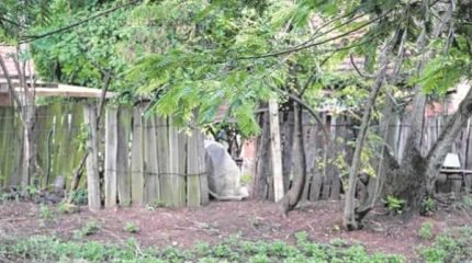 Fundação Florestal emitiu uma nota informando que quatro casas do Horto Florestal serão desocupadas