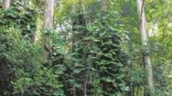 O monitor ambiental Gabriel Mhereb junto à animais taxidemizados já encontrados na Floresta Estadual