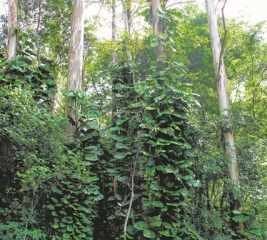 O monitor ambiental Gabriel Mhereb junto à animais taxidemizados já encontrados na Floresta Estadual