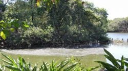 Água do lago no trecho em volta da ilha está tomada por resíduos de todos os tipos e por folhagens