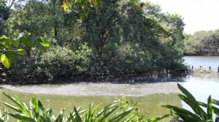 Água do lago no trecho em volta da ilha está tomada por resíduos de todos os tipos e por folhagens