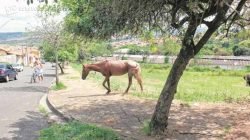 Cavalo solto em área pública ao lado da Escola Municipal “Armando Grisi”, no Jardim Paulista II, causa risco à segurança de alunos e da população em geral