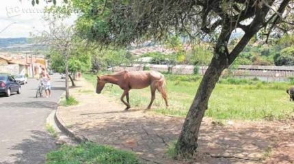 Cavalo solto em área pública ao lado da Escola Municipal “Armando Grisi”, no Jardim Paulista II, causa risco à segurança de alunos e da população em geral