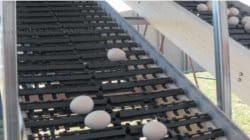 Processo de produção dos ovos tem início com cuidados sanitários mais rigorosos com as aves. Ovos permanecem em ‘chocadeira artificial’ e são destinados ao Instituto Butantan