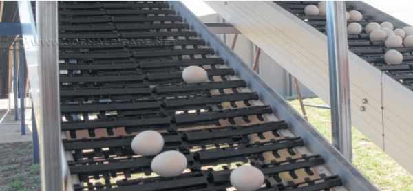 Processo de produção dos ovos tem início com cuidados sanitários mais rigorosos com as aves. Ovos permanecem em ‘chocadeira artificial’ e são destinados ao Instituto Butantan