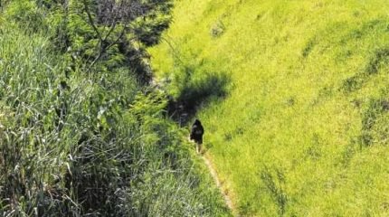 Trecho da antiga linha férrea, ora desativada, que cortava o Grande Cervezão. Mato alto, entulho, muita sujeira e presença de indivíduos suspeitos ainda causam transtornos aos vizinhos