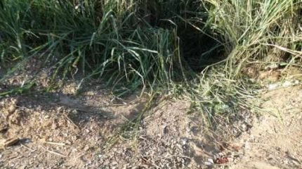 Os dois corpos foram encontrados nessa quinta-feira (7) e estavam escondidos em um matagal na Estrada Velha de Brotas