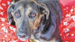 Os almofadões, ou minicolchões, começaram a ser distribuídos nas baias para que os cães já se sintam mais protegidos e aquecidos