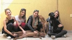 As jovens do Anjos de Focinho contam com a colaboração de profissionais que também possam ajudar no projeto de alguma forma