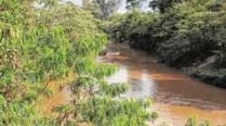 Com chuva dos últimos dias, rios Corumbataí e Ribeirão Claro estão um metro acima do nível normal