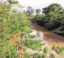 Com chuva dos últimos dias, rios Corumbataí e Ribeirão Claro estão um metro acima do nível normal