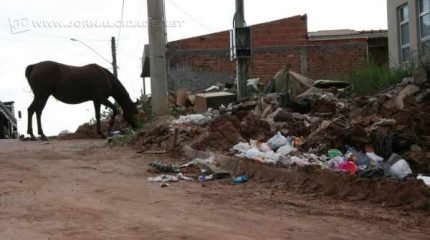 Prefeitura ainda não encontrou local apropriado para recolher animais grandes encontrados soltos