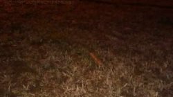 Uma das bananas de dinamite deixada pelos criminosos no NAM