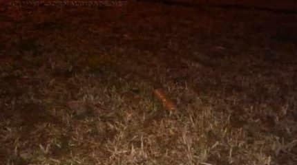 Uma das bananas de dinamite deixada pelos criminosos no NAM